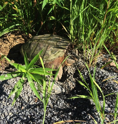 Widmyer Elementary School Wetlands 2