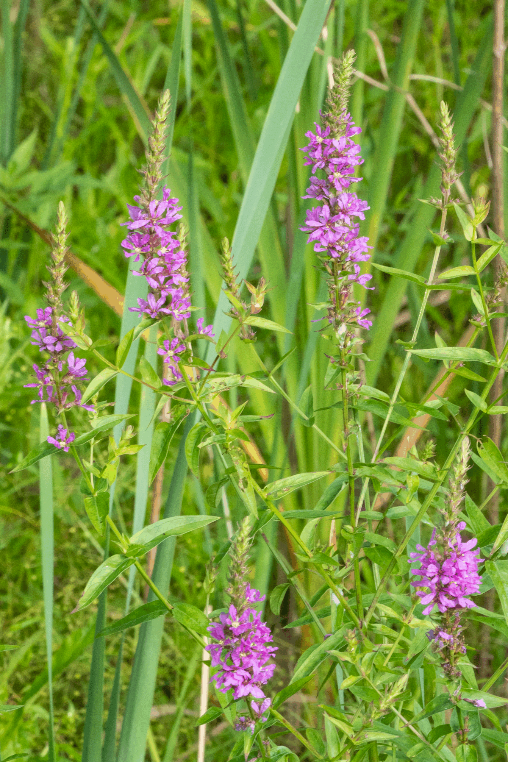 WSWA Battles Invasive Species