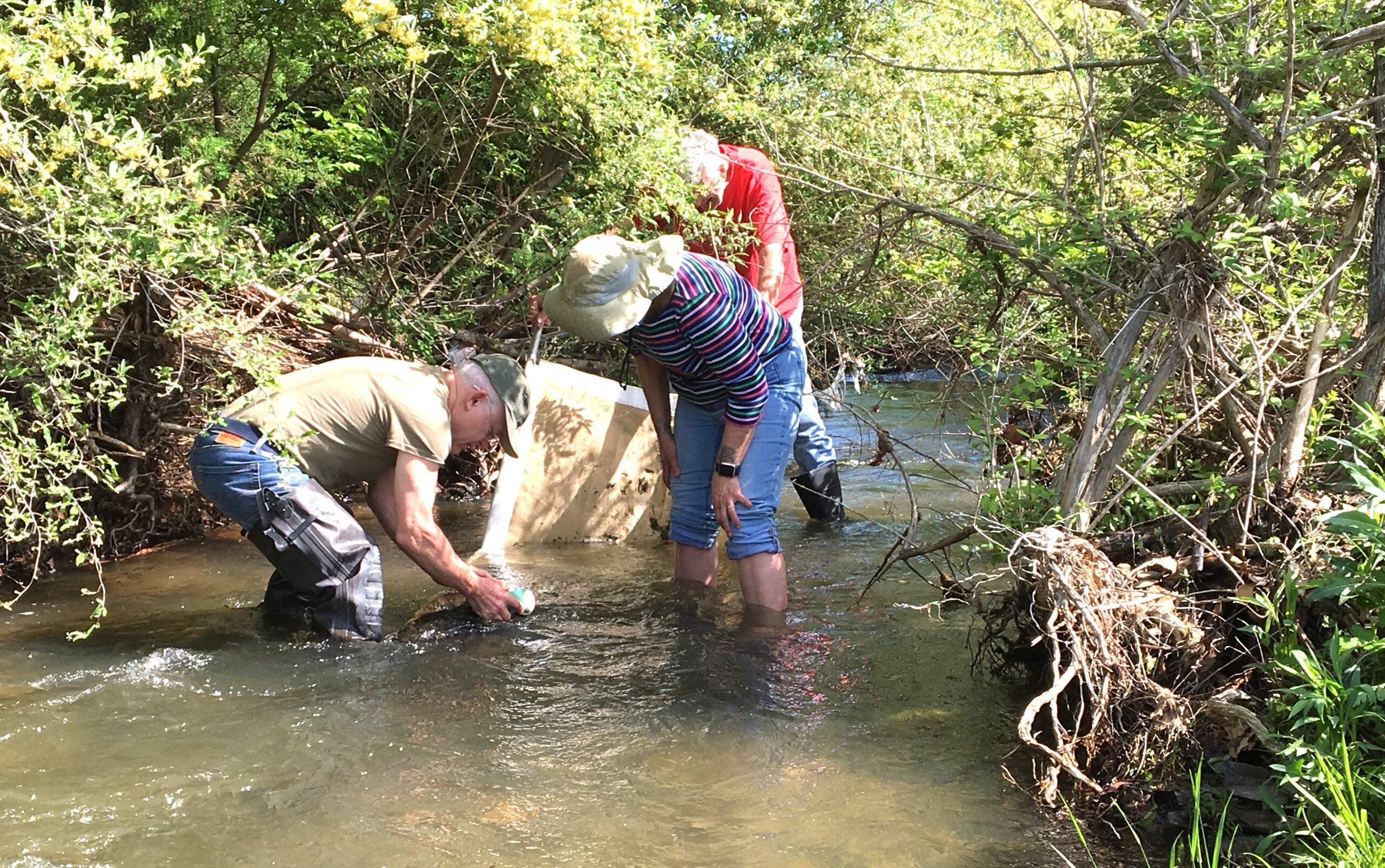 Stream Monitoring - Warm Springs Watershed Association