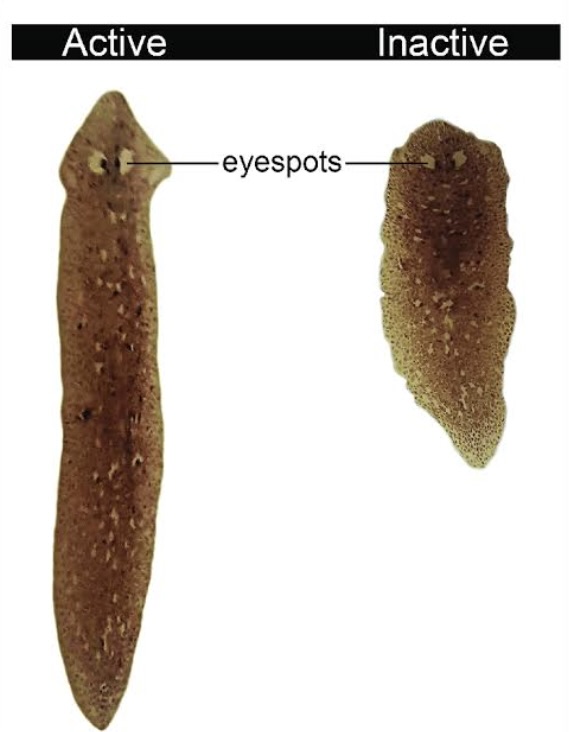 Flatworms At The Spring